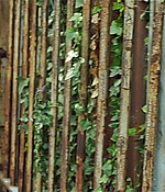 196.jpg